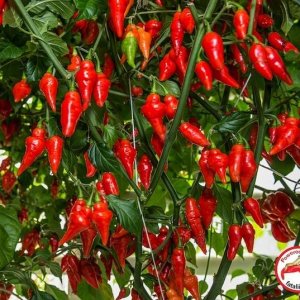 Pimenta Diomar