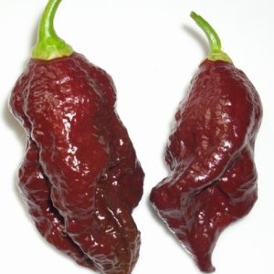 Purple Bhut Jolokia