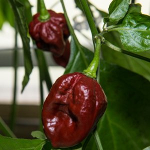 Trinidad Douglah (Brown 7 Pod)
