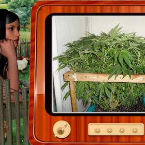 G13 Haze