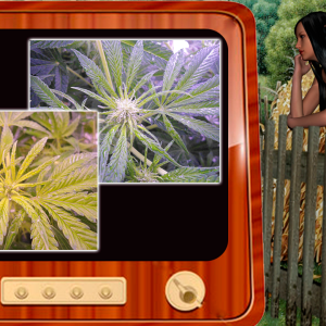 G13 Haze