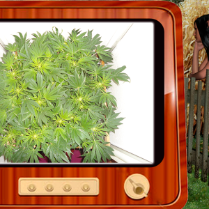 G13 Haze
