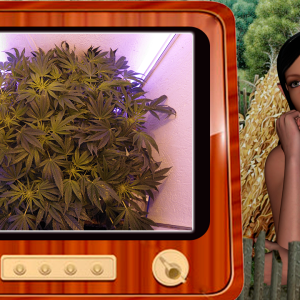 G13 Haze