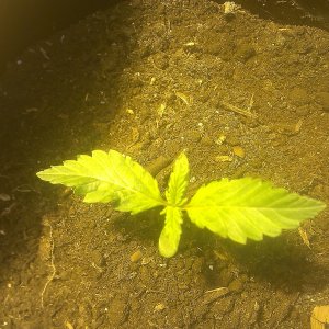 IMAG0033