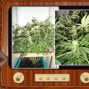 G13 Haze