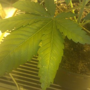 IMAG0081