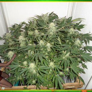 G13 Haze