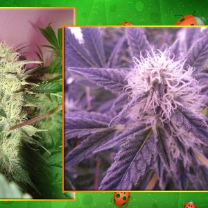 G13 Haze