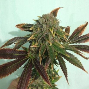 SshkiperKush