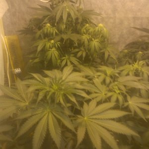 IMAG0099