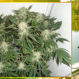 G13 Haze