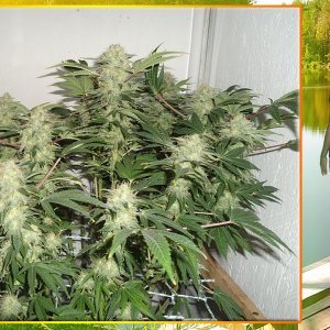 G13 Haze