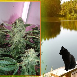 G13 Haze