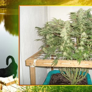 G13 Haze