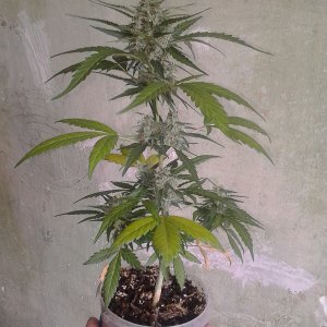 IMG 20160412 152336