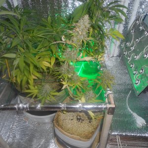 autoCritical_fem
