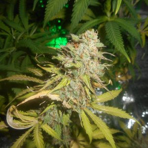 autoCritical_fem