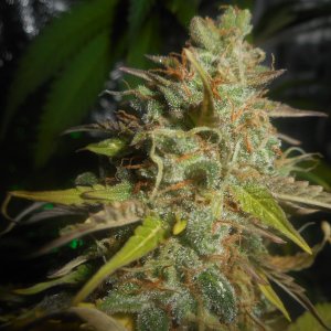 autoCritical_fem