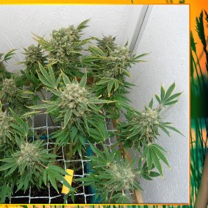 G13 Haze
