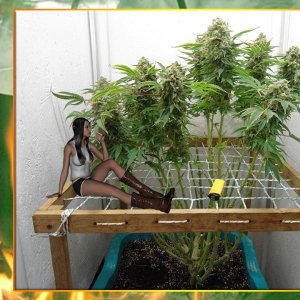 G13 Haze