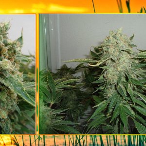 G13 Haze