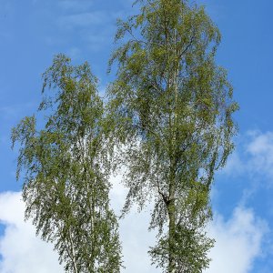 берёзки