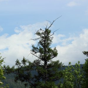 листвен.