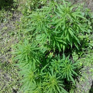 pure kush