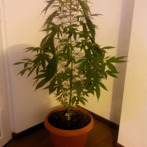 кубанский убийца