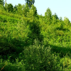 полянка