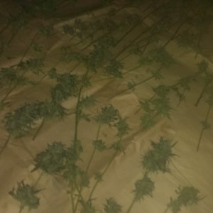 IMAG0209[1]