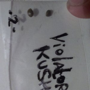 IMAG0506