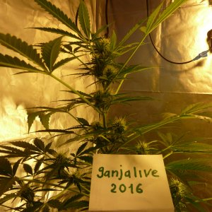 16.07.16 Blueberry от (Bulk Seed Bank)