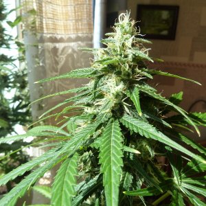 AK 47 10.05.16  от (ganjaseeds)