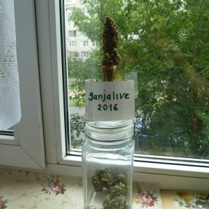АК 47 16.07.16от (ganjaseeds)