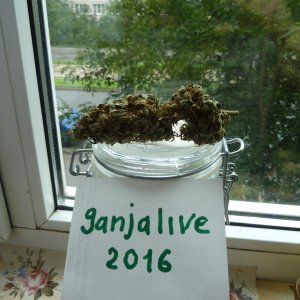АК 47..16.07.16.от (ganjaseeds)