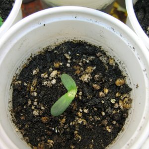 16.05.01 008.JPG