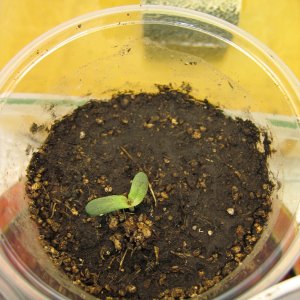 16.05.05 005.JPG