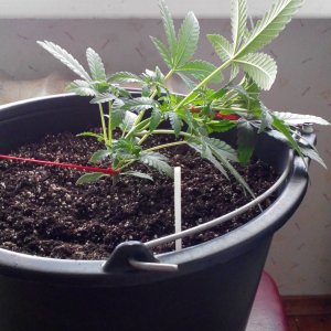 IMG 20160718 162344
