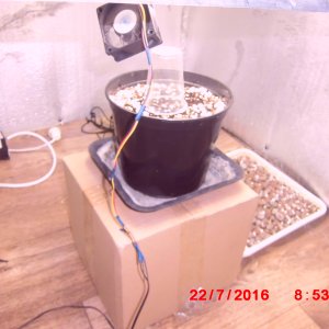 Pineapple chunk первый день от высадки