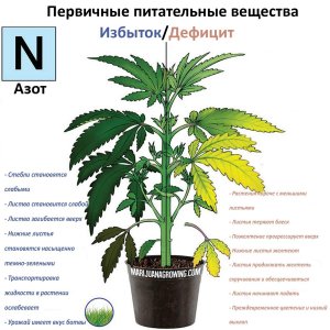 азот
