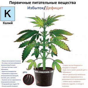 калий