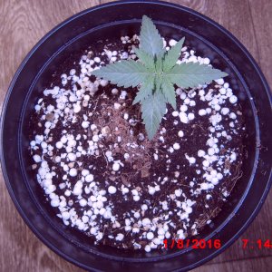 Pineapple chunk,Bulk 1 день веги