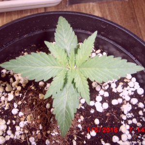 Pineapple chunk,Bulk 1 день веги