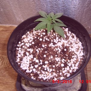 Ананасовый кусок 5 дней веги