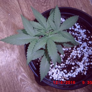 Ананасовый кусок 12 дней веги