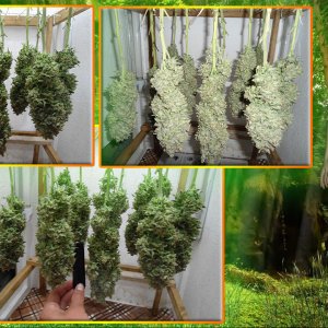 G13 Haze