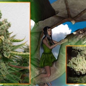 G13 Haze