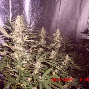 Ak 47