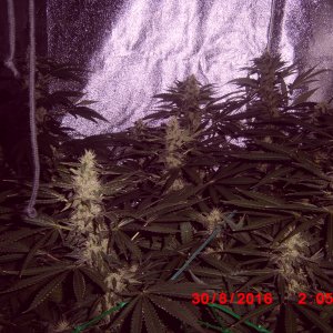 Ak 47